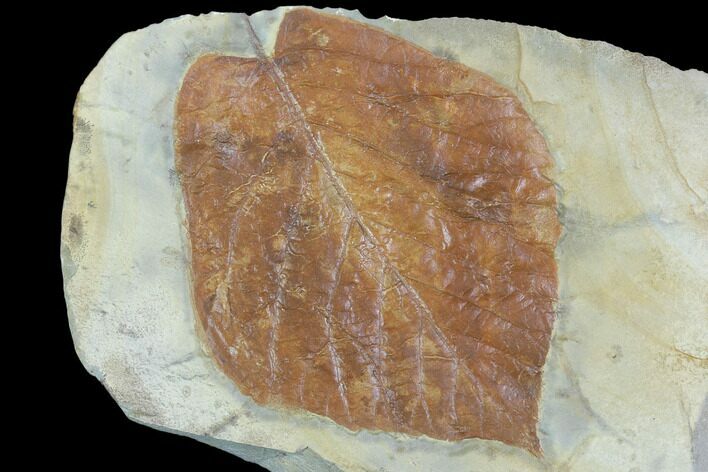 Fossil Leaf (Beringiaphyllum) - Montana #101967